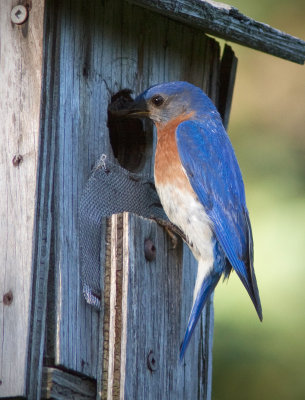 Merlebleu de lEst / Sialia sialis / Eastern Bluebird