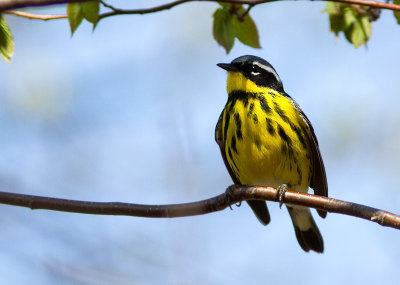 Paruline à tête cendrée - Dendroica magnolia - Magnolia Warbler