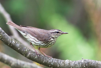Paruline des ruisseaux / Seiurus noveboracensis / Northern Waterthrush