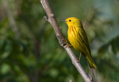 Paruline jaune - Dendroica petechia - Mangrove Warbler