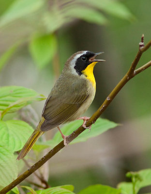Paruline masquée / Geothlypis trichas / Common Yellowthroat