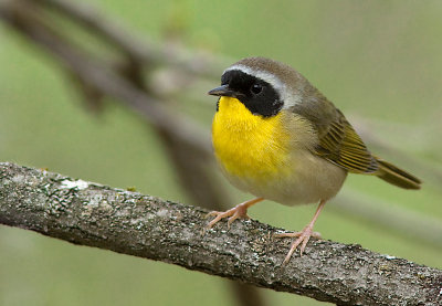 Paruline masquée / Geothlypis trichas / Common Yellowthroat