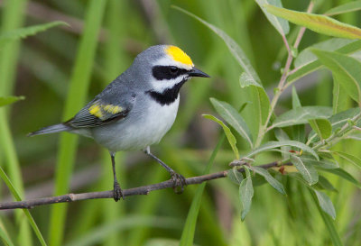 Paruline à ailes dorées / Vermivora chrysoptera / Golden-winged Warbler
