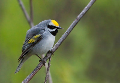 Paruline à ailes dorées / Vermivora chrysoptera / Golden-winged Warbler