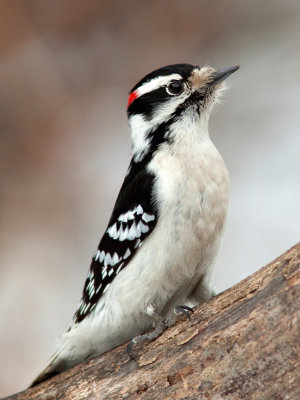 Pic mineur -  Picoides pubescens - Downy Woodpecker