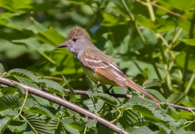 Tyran huppé / Myiarchus crinitus / Great Crested Flycatcher 