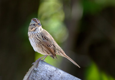 Bruant de Lincoln - Melospiza lincolnii - Lincoln's Sparrow