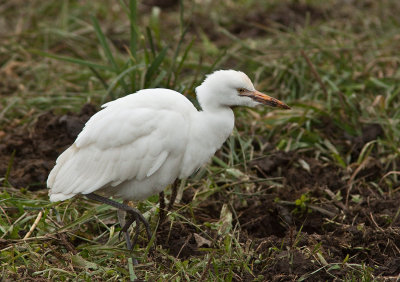 Hron garde-boeufs / Bubulcus ibis / Western Cattle Egret