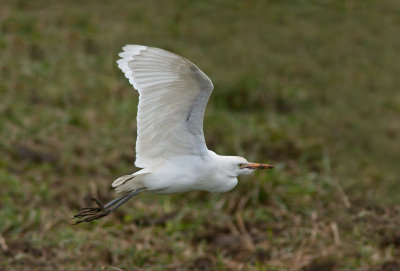 Hron garde-boeufs / Bubulcus ibis / Western Cattle Egret