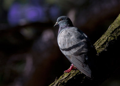 Pigeon biset / Columba livia / Common Pigeon