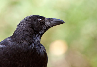 Corneille noire / Corvus corone / Carrion Crow