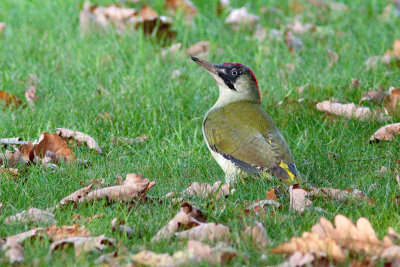 Pic vert (femelle) / Picus viridis / European Green Woodpecker