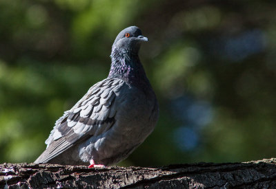 Pigeon biset / Columba livia / Common Pigeon