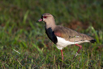 Vanneau tro - Vanellus chilensis - Southern Lapwing