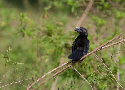 Ani  bec lisse - Crotophaga ani - Smooth-billed Ani