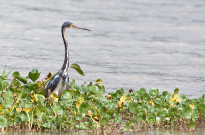 Aigrette tricolore - Egretta tricolor - Tricolored Heron