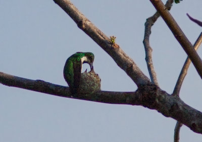 Mango  cravate noire - Anthracothorax nigricollis - Black-throated Mango