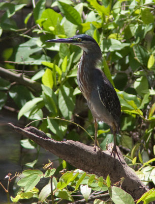 Hron stri - Butorides striatus - Striated Heron (Green-backed Heron)