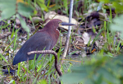 Onor ray - Tigrisoma lineatum - Rufescent Tiger-Heron