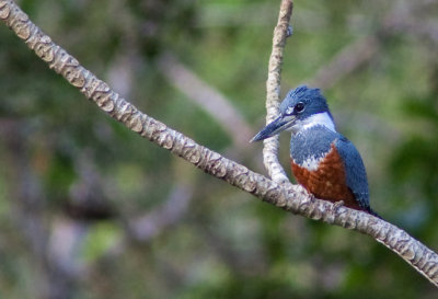 Martin-pêcheur dAmérique (femelle) - Megaceryle alcyon - Belted Kingfisher