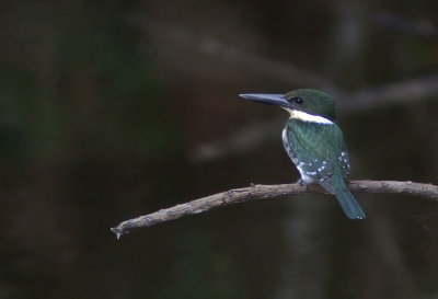 Martin-pcheur vert - Chloroceryle americana - Green Kingfisher