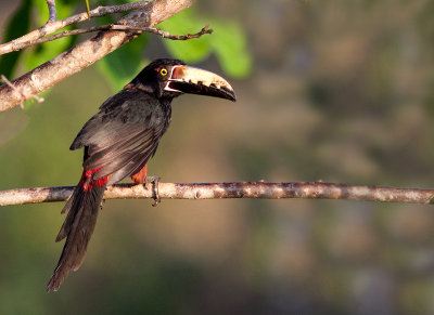 Araari  collier - Pteroglossus torquatus - Collared Aracari