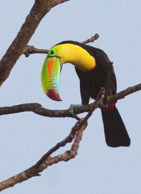 Toucan  carne - Ramphastos sulfuratus - Keel-billed Toucan