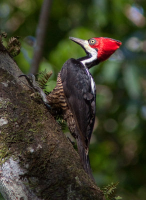 Pic de Malherbe - Campephilus melanoleucos - Crimson-crested Woodpecker