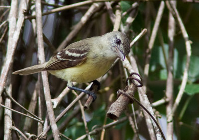 lnie de Gaimard - Myiopagis gaimardii - Forest Elaenia
