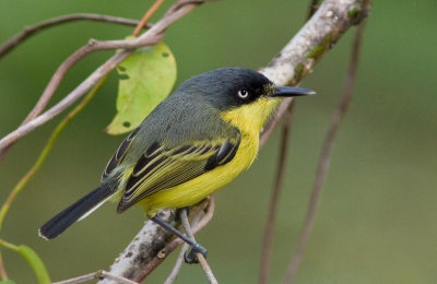 Todirostre familier - Todirostrum cinereum - Common Tody-Flycatcher