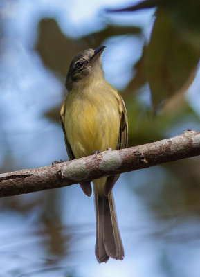 Platyrhynque jaune-olive - Tolmomyias sulphurescens - Yellow-olive Flycatcher