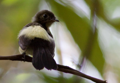 Moucherolle  queue noire - Myiobius atricaudus - Black-tailed Flycatcher