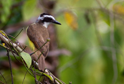 Tyran licteur - Philohydor lictor - Lesser Kiskadee