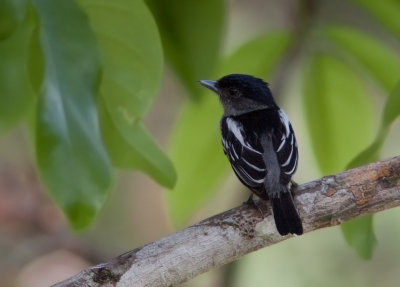 Bcarde  ailes blanches - Pachyramphus polychopterus - White-winged Becard