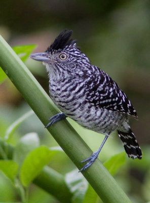 Batara ray - Thamnophilus doliatus - Barred Antshrike