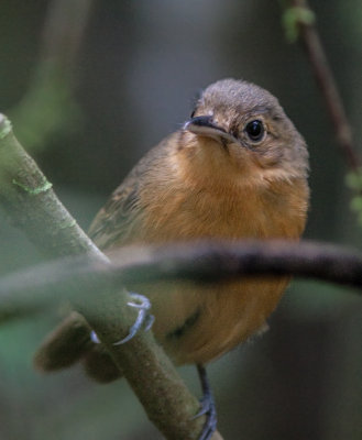 Grisin sombre - Cercomacra tyrannina - Dusky Antbird