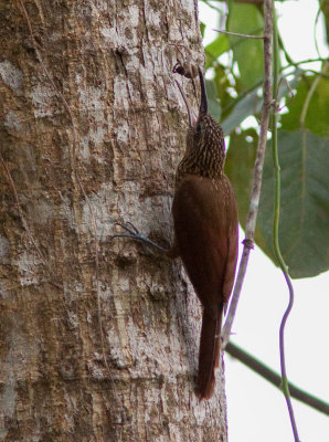 Grimpar cacao - Xiphorhynchus susurrans - Cocoa Woodcreeper