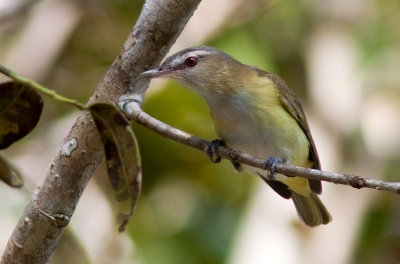 Viro jaune-verdtre - Vireo flavoviridis - Yellow-green Vireo