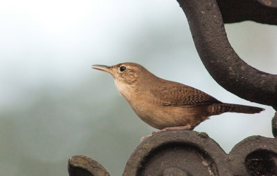 Troglodyte familier - Troglodytes aedon - House Wren