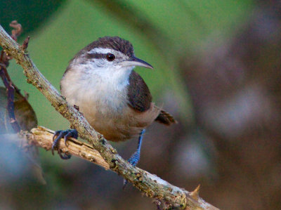 Troglodyte modeste - Thryothorus modestus - Plain Wren