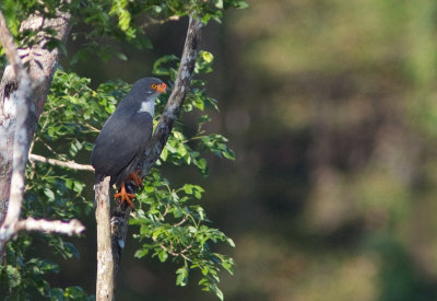 Buse semiplombe - Leucopternis semiplumbea - Semiplumbeous Hawk