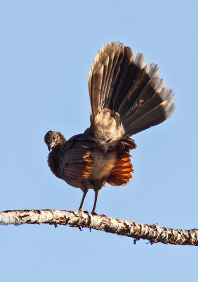 Ortalide  tte grise - Ortalis cinereiceps - Gray-headed Chachalaca