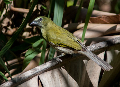 Saltator stri - Saltator striatipectus - Streaked Saltator