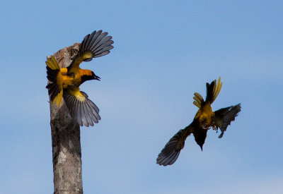 Oriole  queue jaune - Icterus mesomelas - Yellow-tailed Oriole