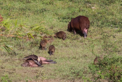Capybara / Capybara / Hydrochaeris hydrochaeris