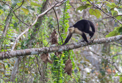 Capucin moine / White throated Capuchin Monkey / Cebus capucinus