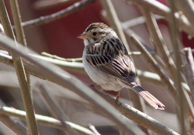 Bruant des plaines - Spizella pallida - Clay-colored Sparrow