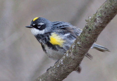 Paruline à croupion jaune / Setophaga coronata / Yellow-rumped Warbler