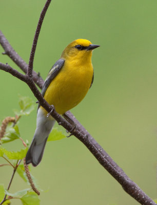 Paruline à ailes bleues / Vermivora cyanoptera / Blue-winged Warbler