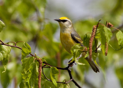 Paruline de Brewster / Brewster's Warbler / Vermivora pinus x chrysoptera